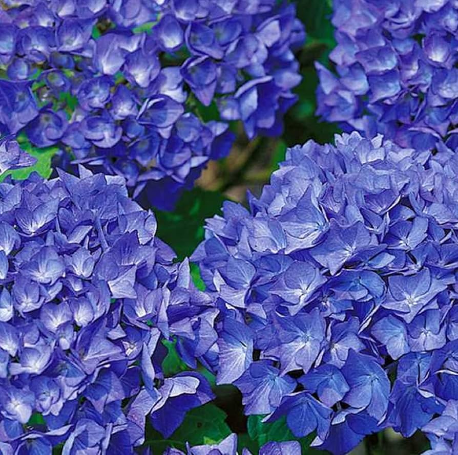 Amazon.com: CHUXAY GARDEN 深藍色繡球花籽,繡球花巨香